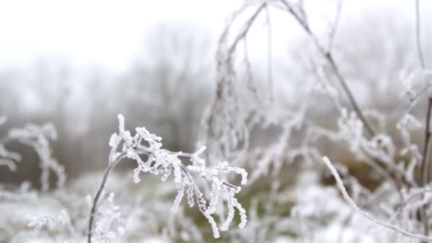 Rimfrosten på en gren och på gräset, frost på grenen av en tall — Stockvideo