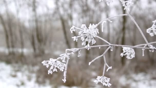 Hoarfrost em um ramo, e na grama, geada no ramo de um pinheiro — Vídeo de Stock