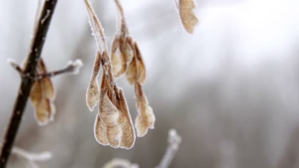Jinovatka na větvi a na trávě, mrazy na větvi borovice — Stock video