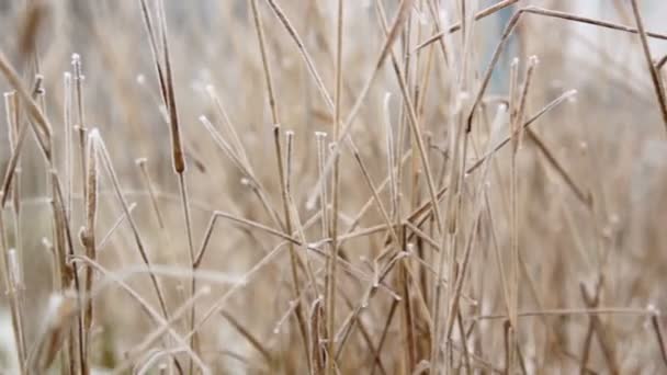 Hoarfrost en una rama, y en la hierba, helada en la rama de un pino — Vídeo de stock