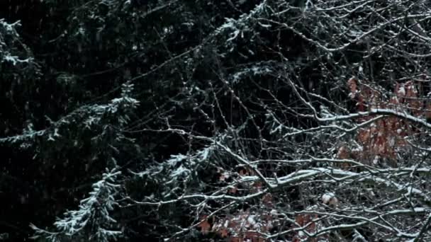 Hoarfrost em um ramo, e na grama, geada no ramo de um pinheiro — Vídeo de Stock