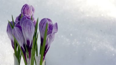 güzel bahar çiçekleri-çiğdemler