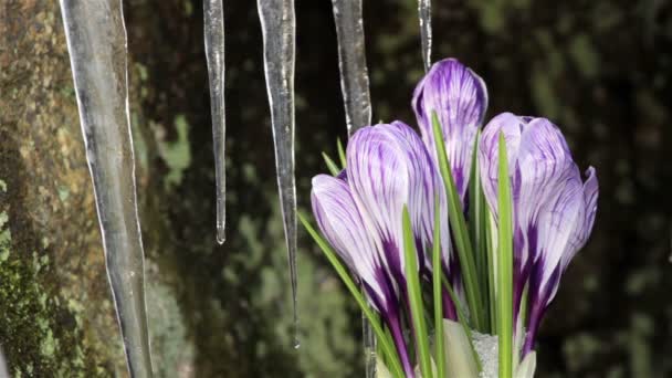 Piękna wiosna kwiaty krokusy — Wideo stockowe