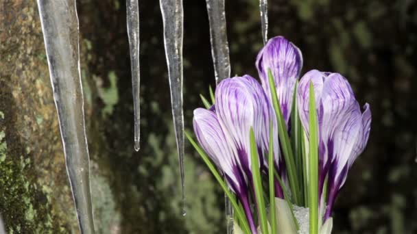 Prachtige lente bloemen-Krokussen — Stockvideo