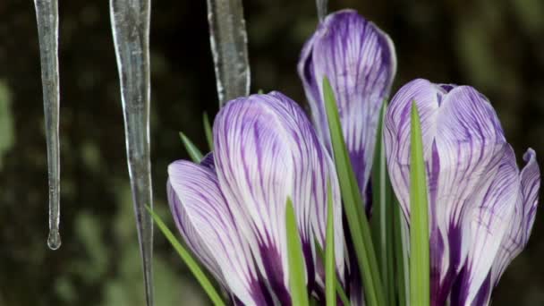 Prachtige lente bloemen-Krokussen — Stockvideo