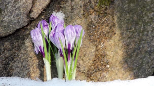 Prachtige lente bloemen-Krokussen — Stockvideo