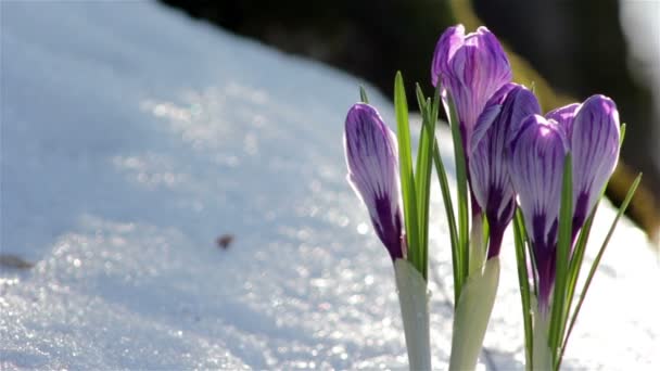 Яскрава весна квіти крокусами — стокове відео