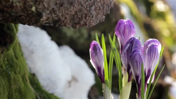 Prachtige lente bloemen-Krokussen — Stockvideo