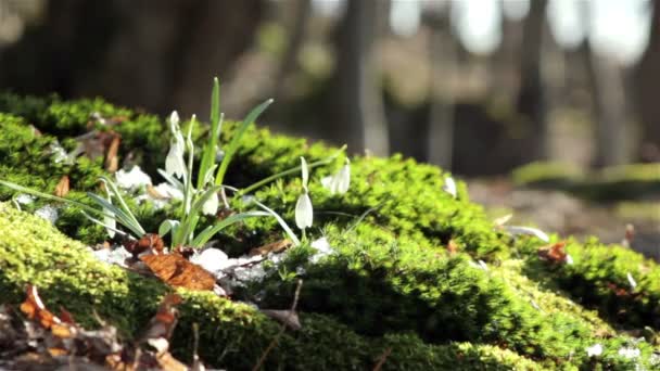 Beautiful spring flowers-snowdrop — Stock Video