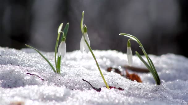 Schöner Frühling Blumen-Schneeglöckchen — Stockvideo