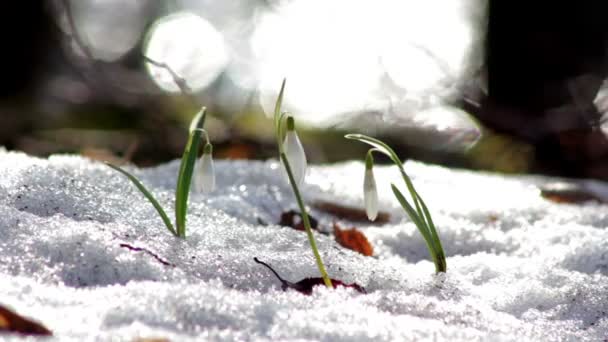 Schöner Frühling Blumen-Schneeglöckchen — Stockvideo