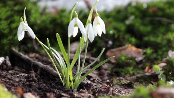 Hermosas flores de primavera-nevada — Vídeos de Stock