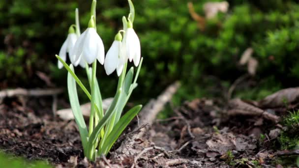 Яскрава весна квіти Пролісок — стокове відео
