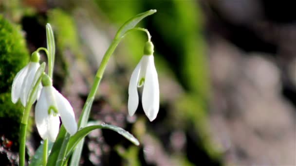 Lindas flores de primavera-nevada — Vídeo de Stock