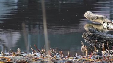 nehir suyu, driftwood nehirde Driftwood kaydeder,