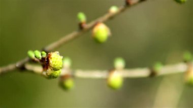 taze genç kedicikler willow Spring, willow erken Bahar