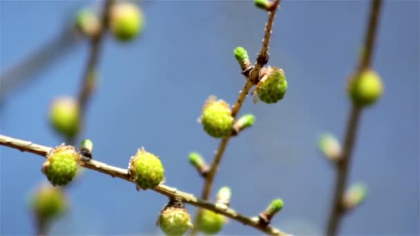 Świeże młode catkins wierzby wiosną, wierzba wczesną wiosną — Wideo stockowe