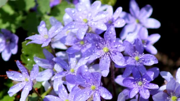 Beautiful spring flowers — Stock Video
