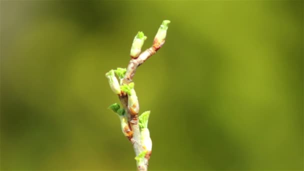 Bellissimo ramoscello primaverile con boccioli uno sfondo verde morbido — Video Stock