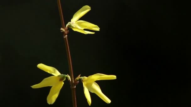 Schöner Frühlingszweig mit Blüten-Forsythie auf schwarzem Hintergrund — Stockvideo