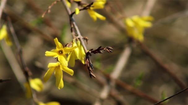 Прекрасна весняна гілка з квітковою форситією — стокове відео