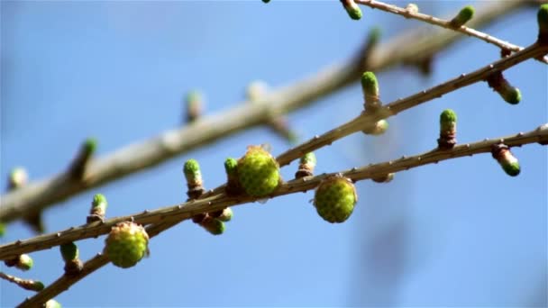 Prachtige lente takje met toppen tegen de hemel — Stockvideo