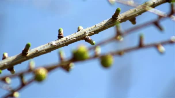 Beautiful spring twig with buds — Stock Video