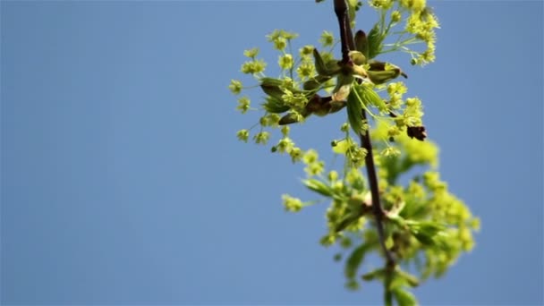 Virágzó fa ága a tavaszi erdő — Stock videók