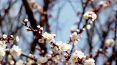 ilkbaharda çiçek açan kiraz pembe çiçekler