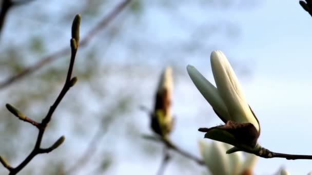 美丽的春天树枝与玉兰花 — 图库视频影像