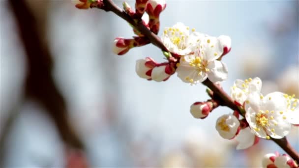 Pink cherry flowers blooming in springtime — Stock Video