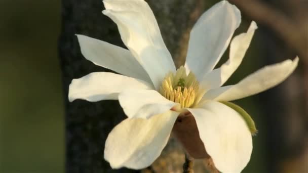 Hermosa ramita de primavera con flor-magnolia — Vídeo de stock