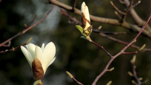 Schönen Frühling Zweig mit Blumen-magnolia — Stock video