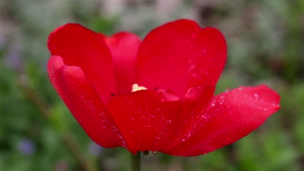 Tulipán rojo en gotas de rocío en el jardín — Vídeos de Stock