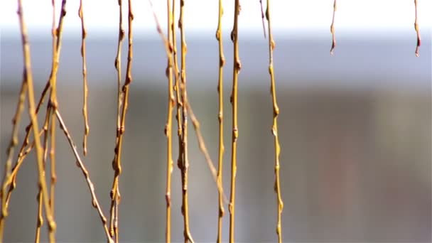 Salgueiro jovem fresco dos catkins na mola, salgueiro no início da mola — Vídeo de Stock