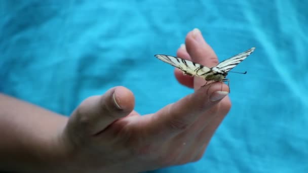 Hold on the hand live butterfly — Stock Video