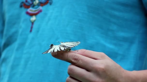 Halten Sie den lebenden Schmetterling an der Hand — Stockvideo