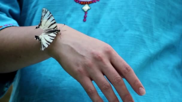 Тримайся за руку живого метелика — стокове відео
