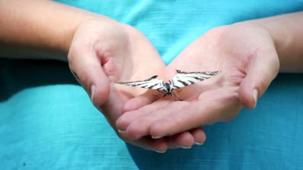 tartsa a kéz élő pillangó