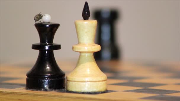 Juego de ajedrez, araña de ajedrez — Vídeo de stock