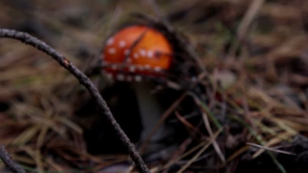 Champignons dans la forêt, champignons agariques mouches 