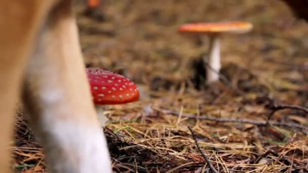 Champignons dans la forêt, champignons agariques mouches 