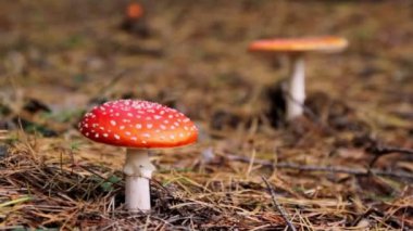 ormanda, sinek agaric mantar mantar