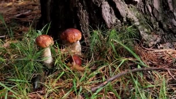 Pilze im Wald — Stockvideo