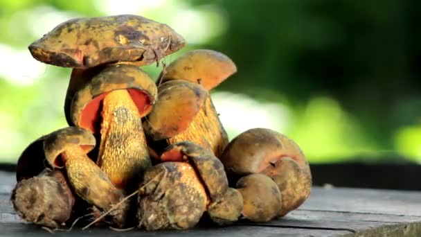 Composición de hongos, naturaleza muerta de hongos — Vídeos de Stock