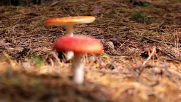 Champignons dans la forêt, champignons agariques mouches 