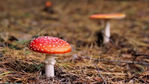 Champignons dans la forêt, champignons agariques mouches 