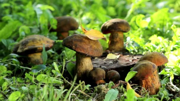 Paddenstoelen in het bos — Stockvideo