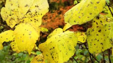 sonbahar yaprakları (yakın çekim)