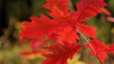 sonbahar yaprakları (yakın çekim)